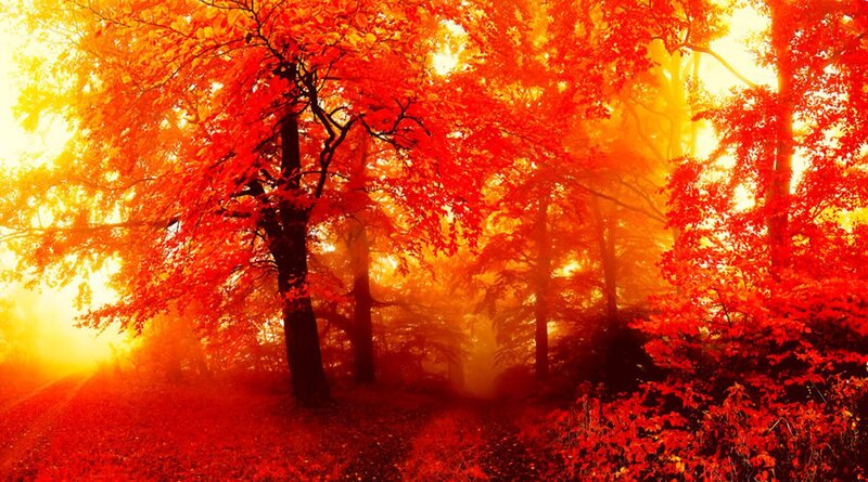 Autumn Forest Path — Red, Dramatic, Photograph, Trees