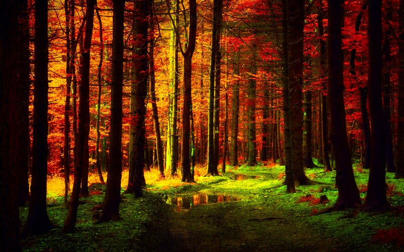 Autumn Forest Path — Red, Dramatic