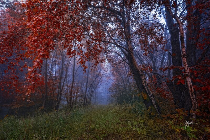 Autumn Forest Path — Red, Misty, Photograph