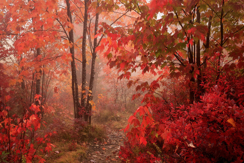 Autumn Forest Path — Red, Misty, Photograph, Trees, Fog, Leaves