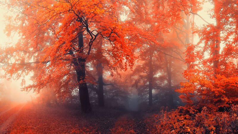 Autumn Forest Path — Red, Misty, Photograph, Trees, Fog