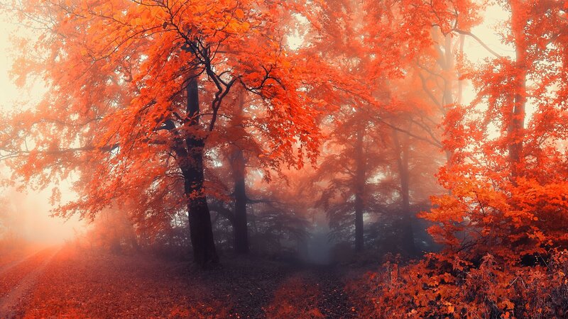 Autumn Forest Path — Red, Misty, Photograph, Trees