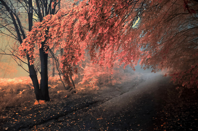 Autumn Forest Path — Red, Mysterious, Photograph