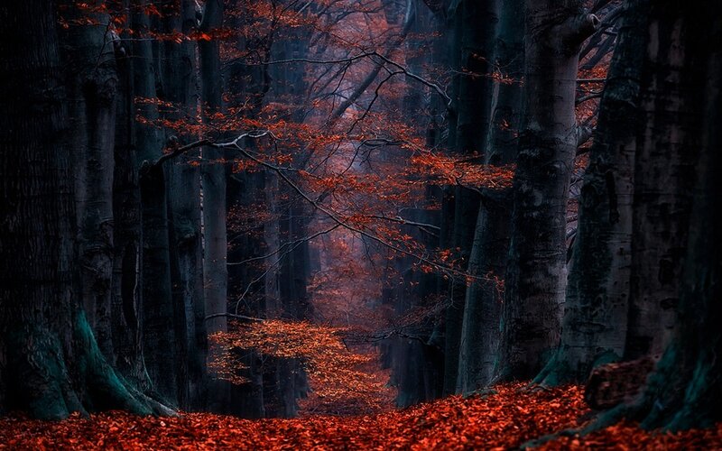 Autumn Forest Path — Red, Mysterious, Photograph, Trees, Leaves
