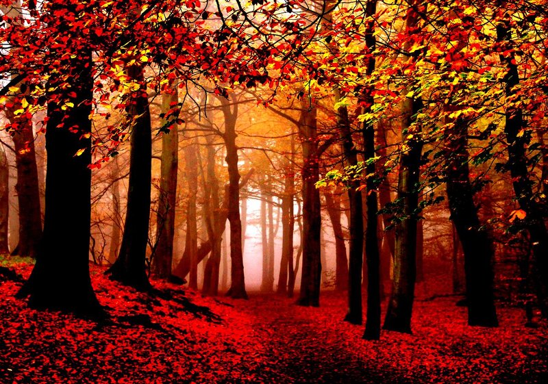 Autumn Forest Path — Red, Mysterious, Photograph, Trees