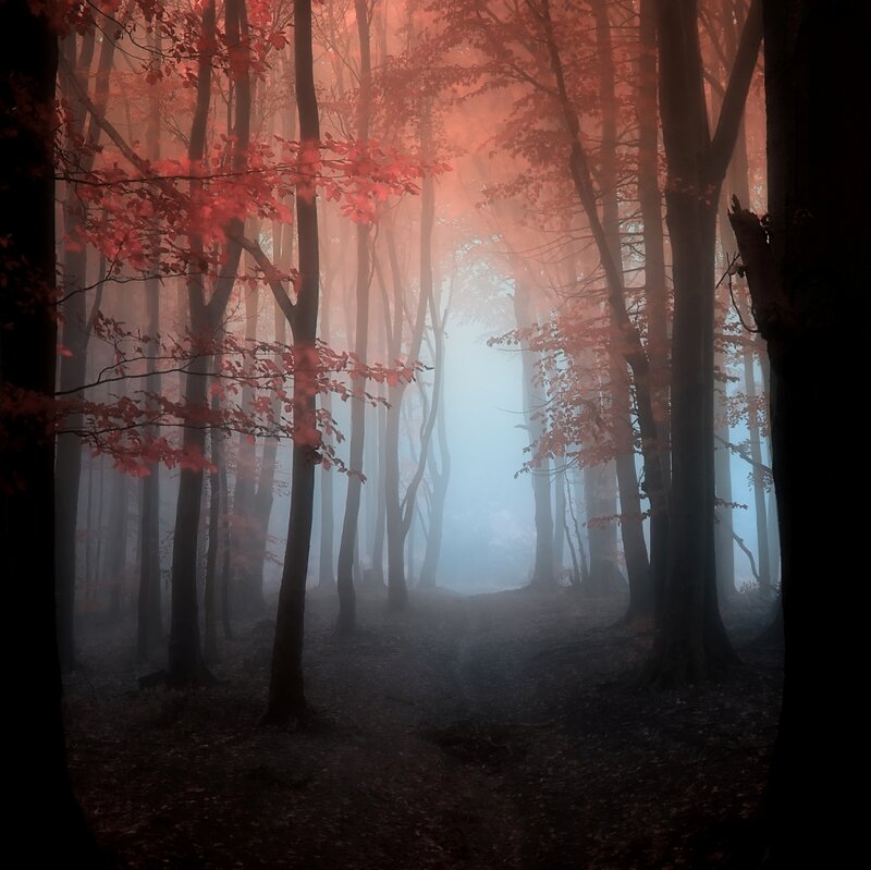 Autumn Forest Path — Red, Mysterious