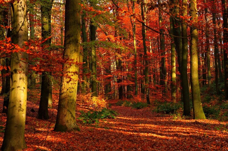 Autumn Forest Path — Red, Orange