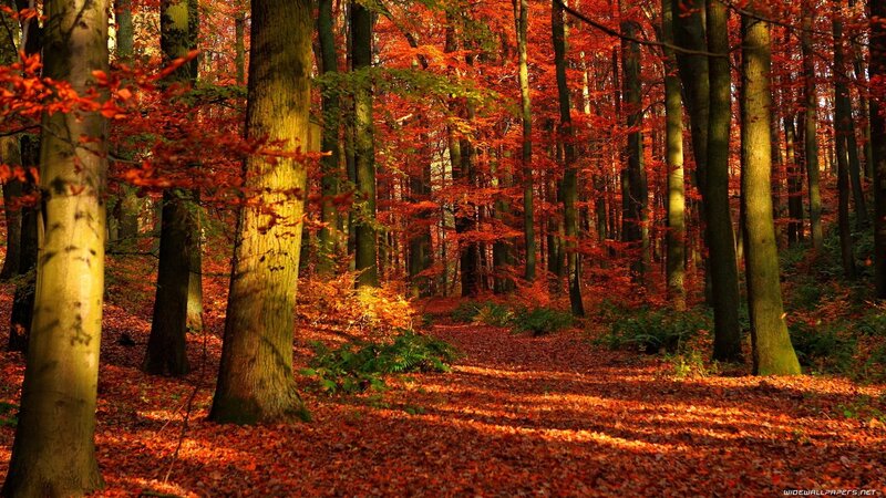 Autumn Forest Path — Red, Photograph