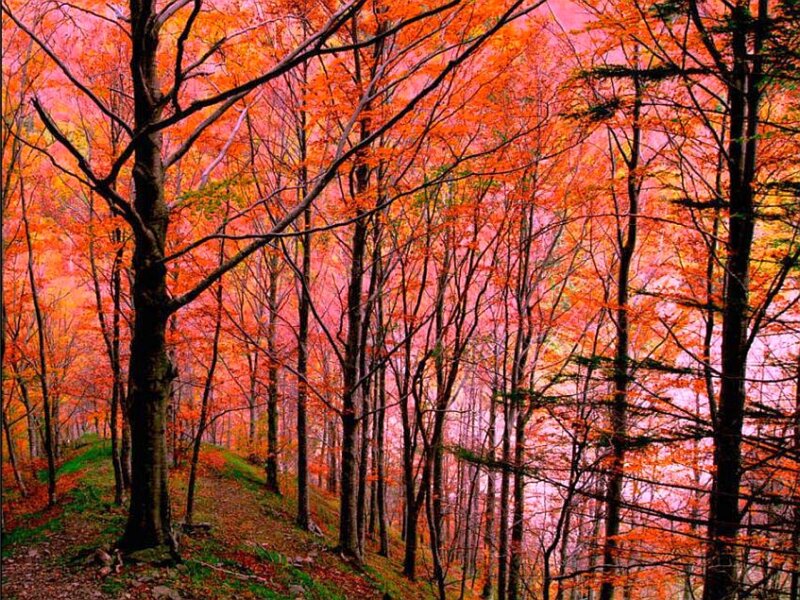 Autumn Forest Path — Red, Serene, Photograph