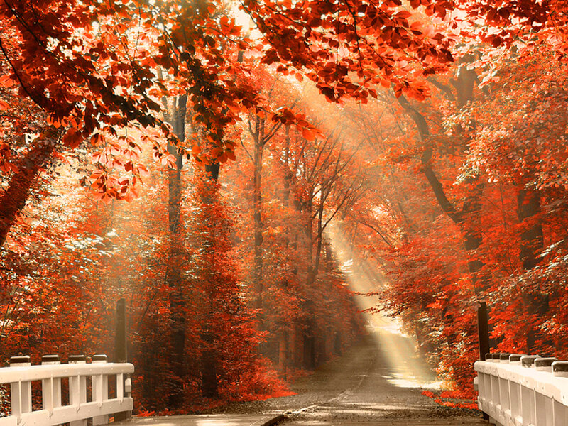 Autumn Forest Path — Red, Serene, Photograph, Trees, Bridge, Sunlight