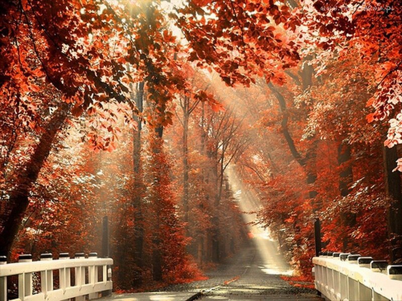 Autumn Forest Path — Red, Serene, Photograph, Trees, Bridge