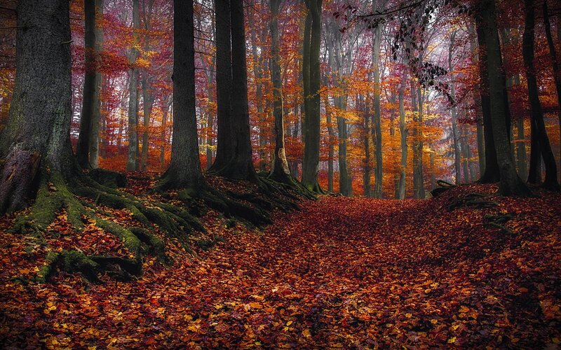Autumn Forest Path — Red, Serene, Photograph, Trees, Fallen Leaves, Moss