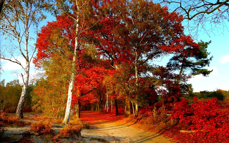 Autumn Forest Path — Red, Serene, Photograph, Trees, Fallen Leaves, Sky