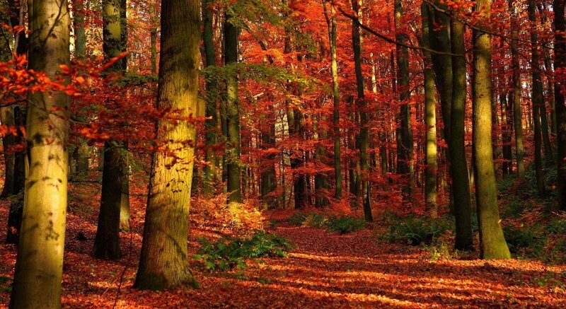 Autumn Forest Path — Red, Serene, Photograph, Trees, Fallen Leaves, Sunlight