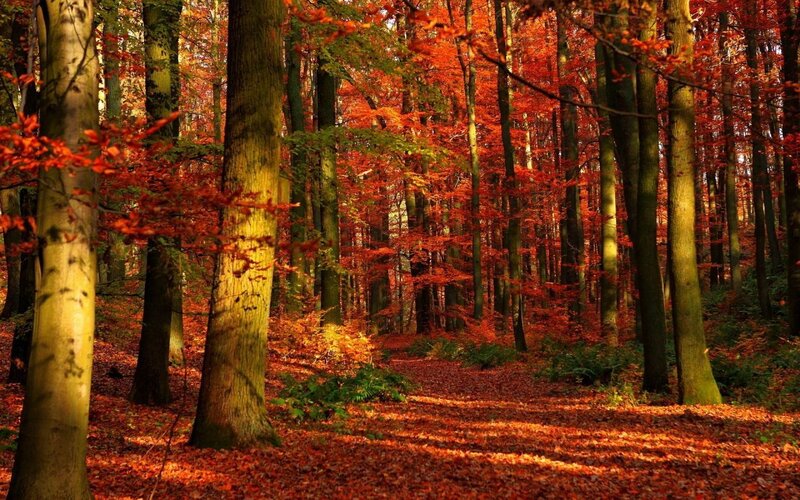 Autumn Forest Path — Red, Serene, Photograph, Trees, Fallen Leaves