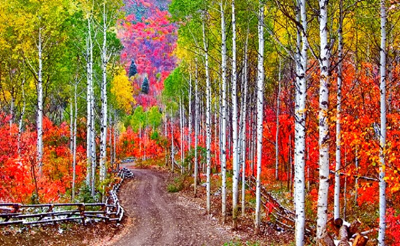 Autumn Forest Path — Red, Serene, Photograph, Trees, Fence