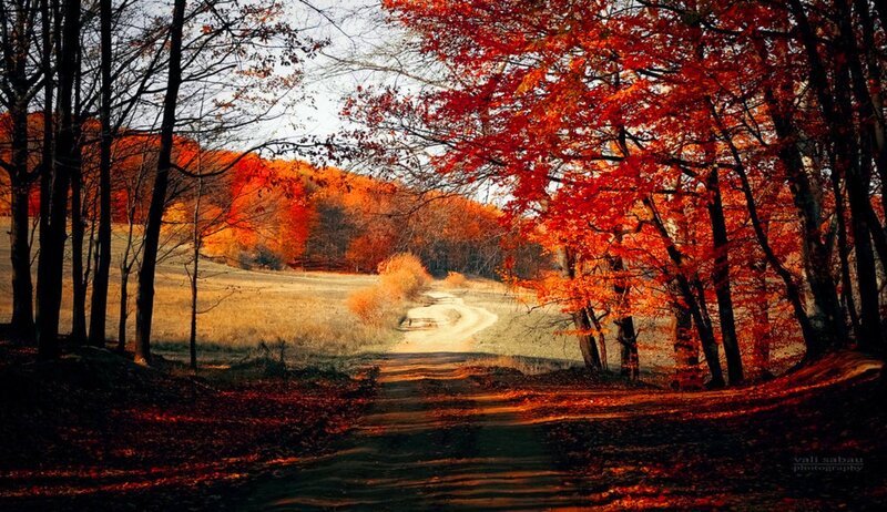 Autumn Forest Path — Red, Serene, Photograph, Trees, Field