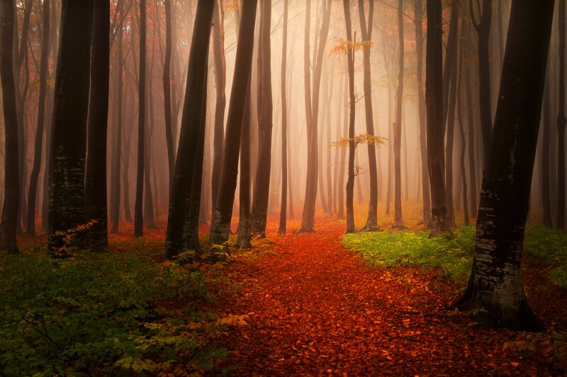 Autumn Forest Path — Red, Serene, Photograph, Trees, Fog, Leaves, Bushes