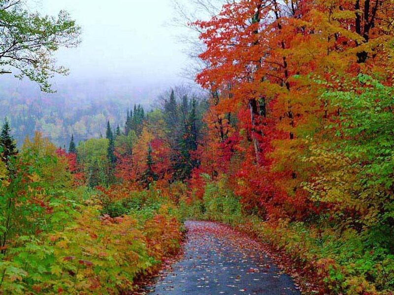 Autumn Forest Path — Red, Serene, Photograph, Trees, Fog
