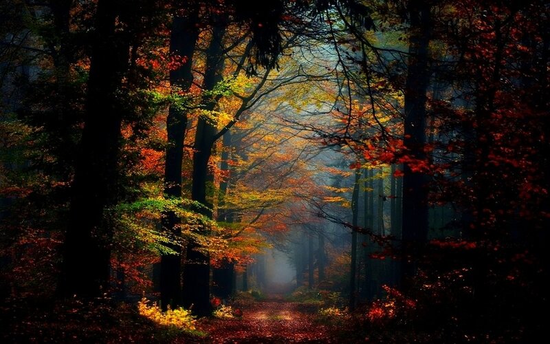 Autumn Forest Path — Red, Serene, Photograph, Trees, Foliage