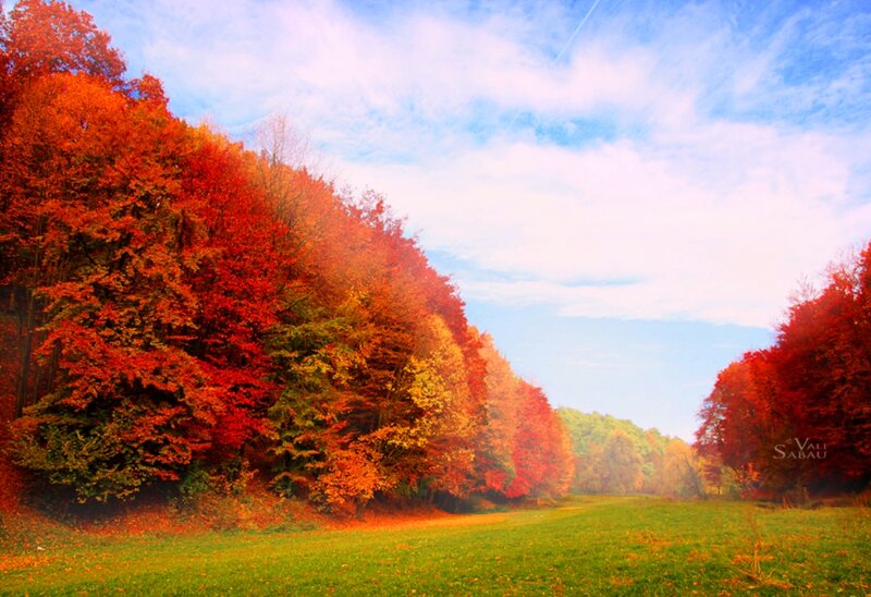 Autumn Forest Path — Red, Serene, Photograph, Trees, Grass