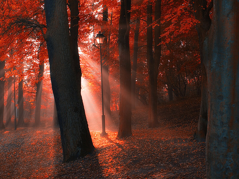Autumn Forest Path — Red, Serene, Photograph, Trees, Lamppost