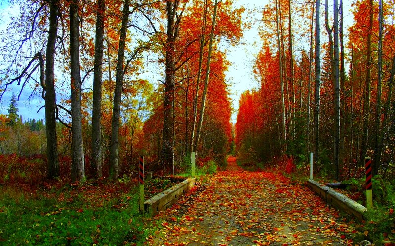 Autumn Forest Path — Red, Serene, Photograph, Trees, Leaves, Bridge