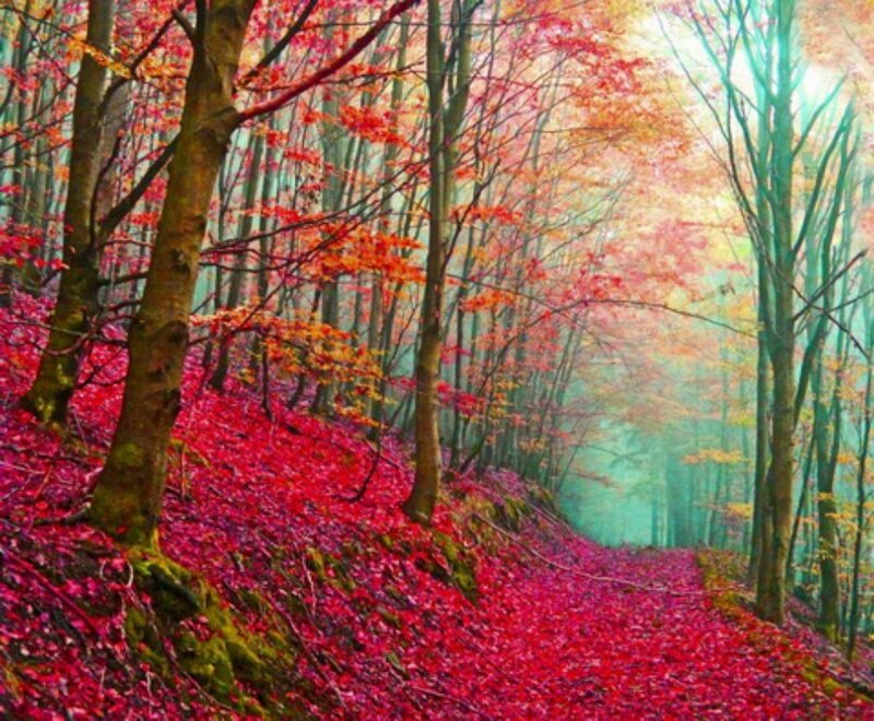 Autumn Forest Path — Red, Serene, Photograph, Trees, Leaves, Fog, Green