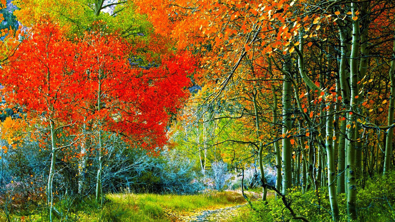 Autumn Forest Path — Red, Serene, Photograph, Trees, Leaves, Grass
