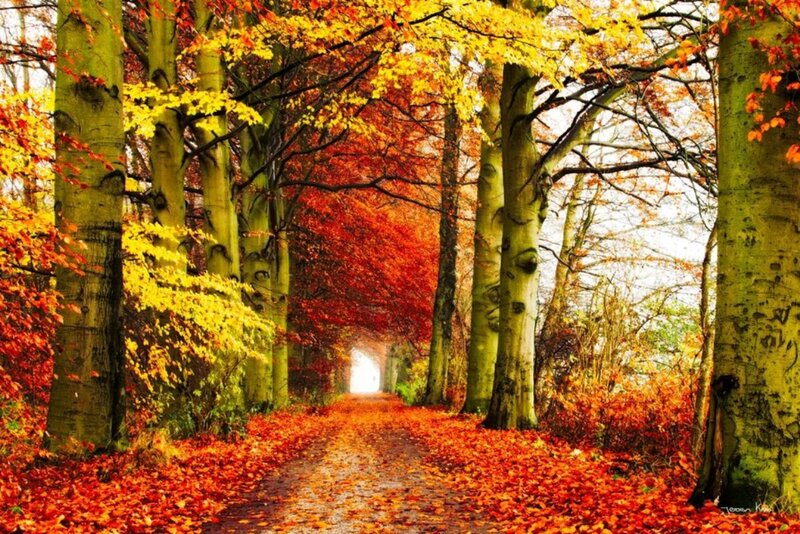 Autumn Forest Path — Red, Serene, Photograph, Trees, Leaves, Light