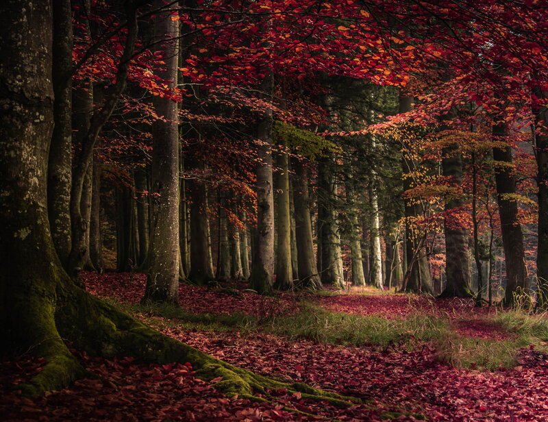 Autumn Forest Path — Red, Serene, Photograph, Trees, Leaves, Moss