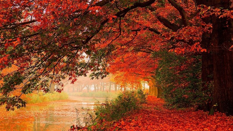 Autumn Forest Path — Red, Serene, Photograph, Trees, Leaves, River