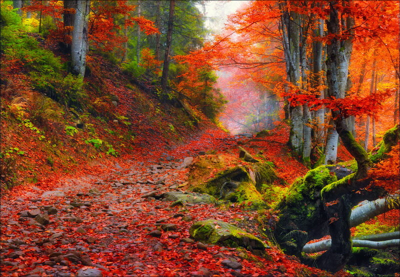 Autumn Forest Path — Red, Serene, Photograph, Trees, Leaves, Rocks