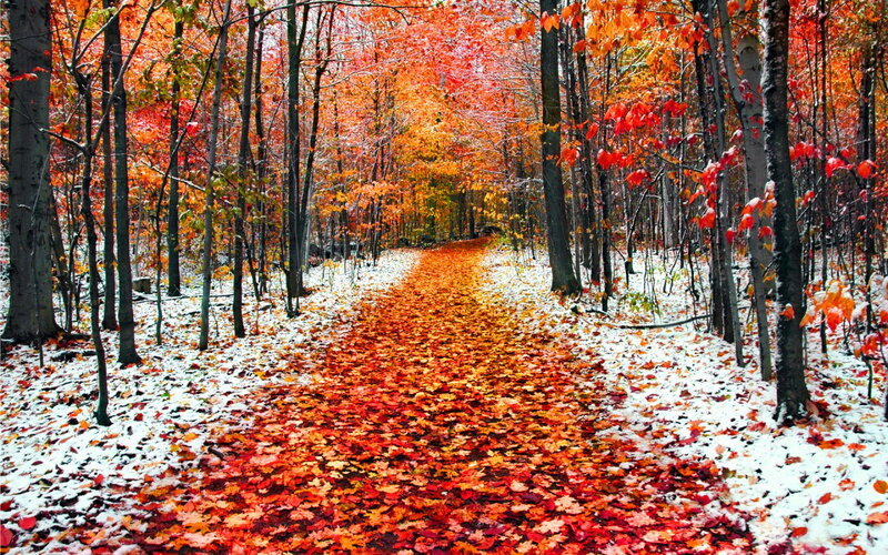 Autumn Forest Path — Red, Serene, Photograph, Trees, Leaves, Snow