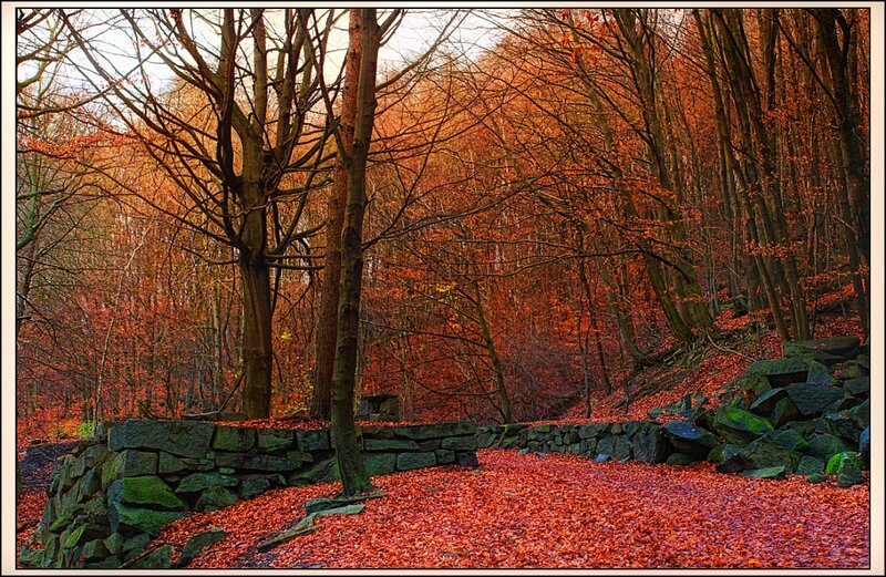 Autumn Forest Path — Red, Serene, Photograph, Trees, Leaves, Stone Wall