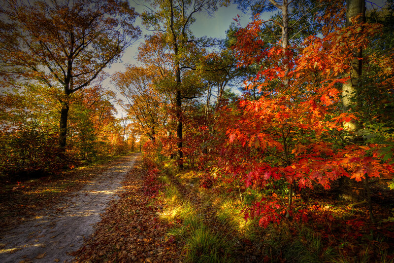 Autumn Forest Path — Red, Serene, Photograph, Trees, Leaves, Sunlight