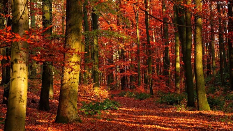 Autumn Forest Path — Red, Serene, Photograph, Trees, Leaves