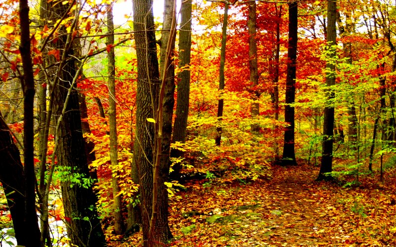Autumn Forest Path — Red, Serene, Photograph, Trees, Leaves, Trail