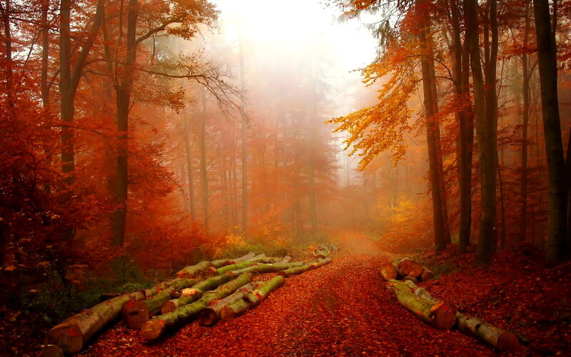 Autumn Forest Path — Red, Serene, Photograph, Trees, Logs