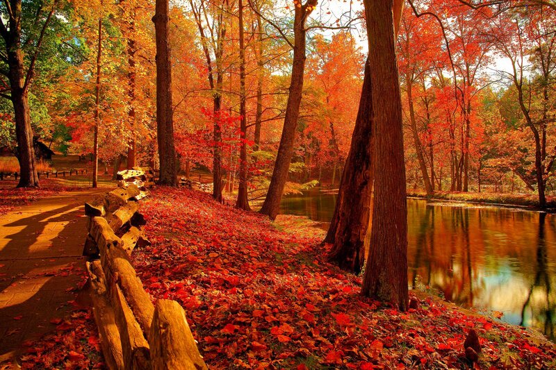 Autumn Forest Path — Red, Serene, Photograph, Trees, River, Fallen Leaves