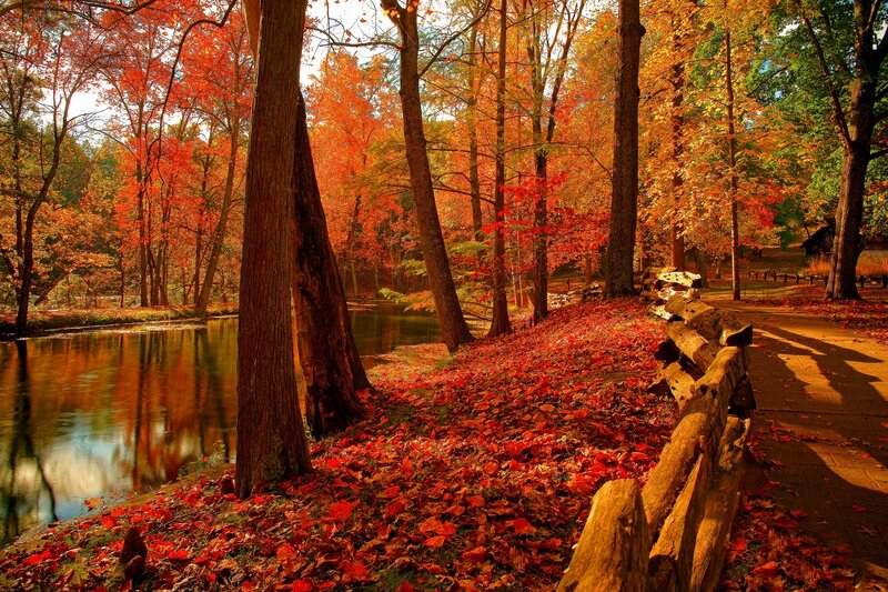 Autumn Forest Path — Red, Serene, Photograph, Trees, River