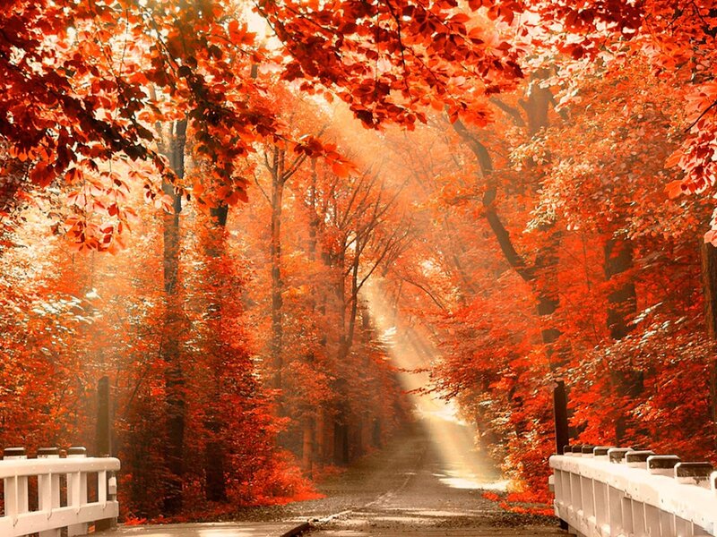 Autumn Forest Path — Red, Serene, Photograph, Trees, Road