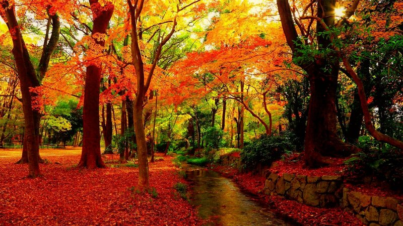 Autumn Forest Path — Red, Serene, Photograph, Trees, Stream
