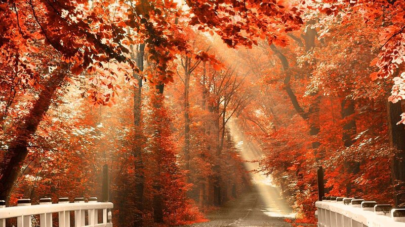 Autumn Forest Path — Red, Serene, Photograph, Trees, Sunlight, Fence, Orange