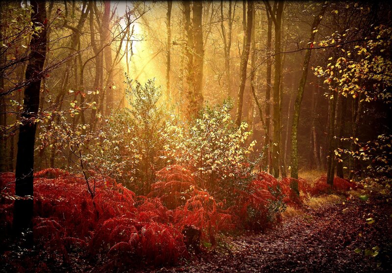 Autumn Forest Path — Red, Serene, Photograph, Trees, Sunlight, Ferns, Fallen Leaves, Yellow