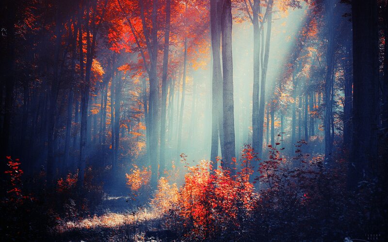 Autumn Forest Path — Red, Serene, Photograph, Trees, Sunlight, Foliage, Mist