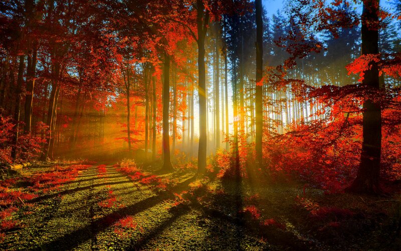 Autumn Forest Path — Red, Serene, Photograph, Trees, Sunlight, Foliage
