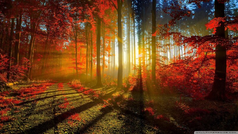 Autumn Forest Path — Red, Serene, Photograph, Trees, Sunlight, Leaves
