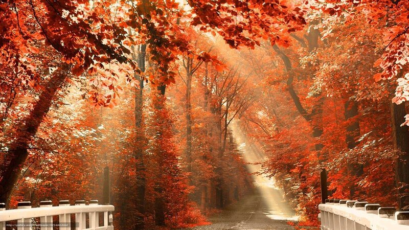 Autumn Forest Path — Red, Serene, Photograph, Trees, Sunlight, Railing