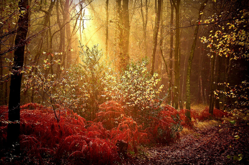 Autumn Forest Path — Red, Serene, Photograph, Trees, Sunlight